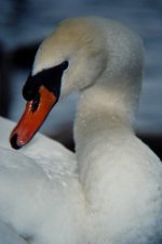 Mute Swan_resize_10.jpg
