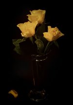 Yellow Roses.jpeg