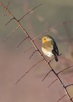 2025-02-02 09.12.53 (DSC01127).jpg