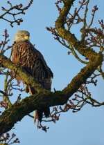 2025-02-02 08.46.17 (DSC09028).jpg