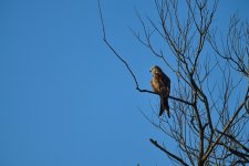 2025-02-02 09.19.51 (DSC01437).jpg