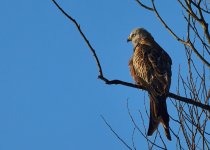 2025-02-02 09.19.51 (DSC01437).jpg