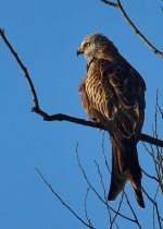 2025-02-02 09.19.51 (DSC01437).jpg