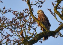 2025-02-02 08.46.03 (DSC08912).jpg