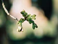 R5-05019-003A_Adj Macro buds.jpg