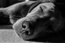 DSC_0668x.jpg