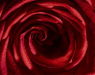 rose2v2v1024.jpg rose2v2v1024.jpg