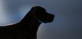 Silhouette.jpg