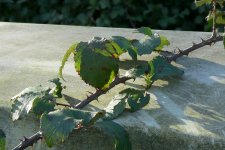 P1000533bramble.jpg