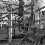 Cattle auction Pateley Bridge.jpg