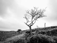 014 Lone Tree on Disused Tramway 01-1002197 PS Adj B&W Upload.JPG 014 Lone Tree on Disused Tramway 01-1002197 PS Adj B&W Upload.JPG