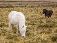 018 Ponies nr Haytor Quarry Entrance 01-1002556 PS Adj Upload.JPG 018 Ponies nr Haytor Quarry Entrance 01-1002556 PS Adj Upload.JPG