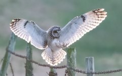 )!03-25 rossaal shorty 45.jpg