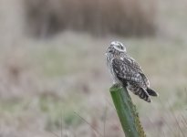 )!03-25 rossaal shorty 33.jpg