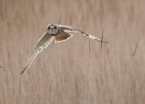 )!03-25 rossaal shorty 18 2.jpg