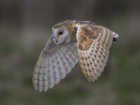 Barn Owl_2_ 01 March 25.jpg