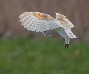 8-3-25 lunt barnie 10.jpg