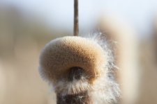 bulrush.jpg bulrush.jpg