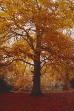 Clumber Kiev Jupiter Scan 2.jpg