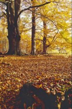 Clumber Kiev Jupiter Scan 4.jpg