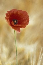 Backlit Poppy Scan.jpg