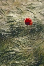 Poppy in Barley Web.jpg