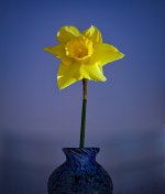 One-Daff.jpg