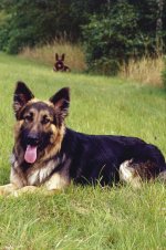 Jaf and Jet Scan Web.jpg