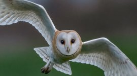 29-03-25 formby barn owl 10.jpg