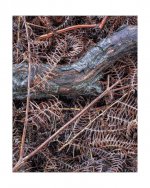 2011-3-3, RZ67, Portra 160, Longhorsley, 4c-Edit.jpg