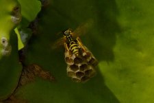 wasp 003.jpg
