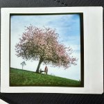 Blossom.jpg