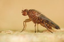 fly22v1024.jpg fly22v1024.jpg