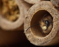 bee hotel1024.jpg bee hotel1024.jpg