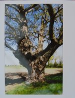 Old Oak 002.jpg