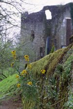 Contax RTS 4th Film St Germain Cemetery Wall.jpg