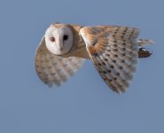 2-4-25 formby barn owl 14.jpg