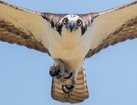 2531E16D-79B3-40FB-84A0-235E186857F627-04  osprey 6.jpeg