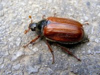 Large red Austrian Beetle Worgle NIK_1091.JPG