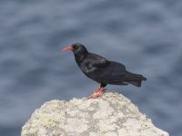 Chough Black-Orange.jpg