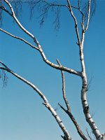 R1-09979-018A_Adj Sunday birch.jpg