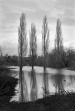 2501DPMXBW07 Flooded poplars.jpg