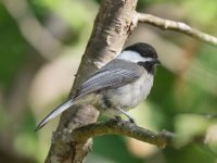 Black-capped Chickadee.jpg