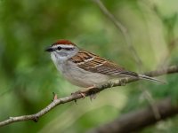Chipping Sparrow.jpg