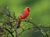 Northern Cardinal.jpg