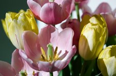 000017280003 Sunday tulips.jpg