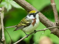Chestnut-sided Warbler.jpg