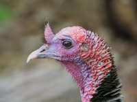 Wild Turkey.jpg