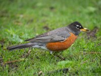 American Robin.jpg