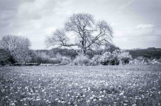Dandelions.JPG Dandelions.JPG